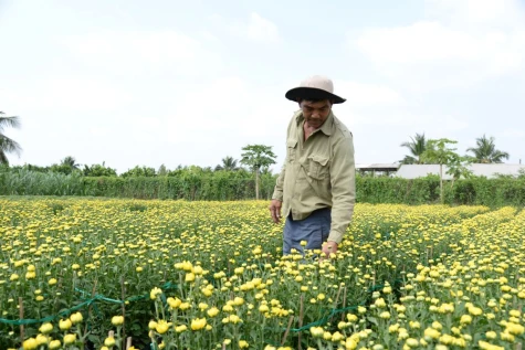 Nông dân Làng hoa Mỹ Phong chủ động tiêu thụ hoa nở sớm