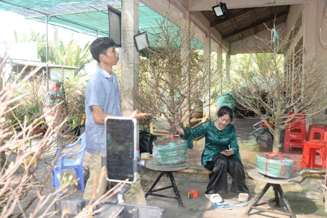 Khởi nghiệp thành công với mô hình trồng mai vàng thời công nghệ số