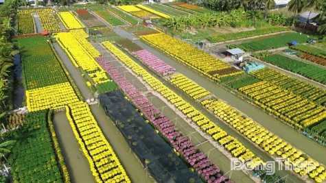 Đạo Thạnh: Bàn giao lô chợ hoa sớm để nông dân tiêu thụ hoa tết nở sớm