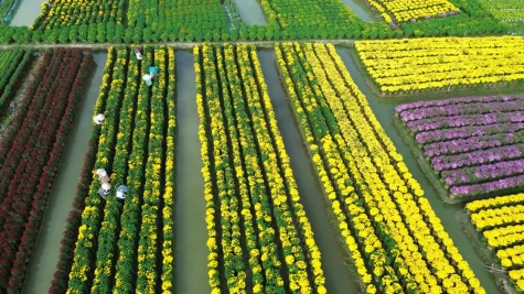 Làng hoa Mỹ Phong rực rỡ vào xuân