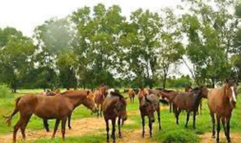 Năm Ngọ, nói chuyện… ngựa cứu người