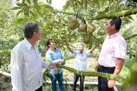 Hướng đi tất yếu để ngành hàng sầu riêng phát triển bền vững
