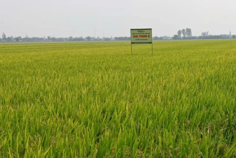 Đài Thơm 8 - giống lúa Việt được đề xuất làm chuẩn tham chiếu thuế gạo tại Philippines