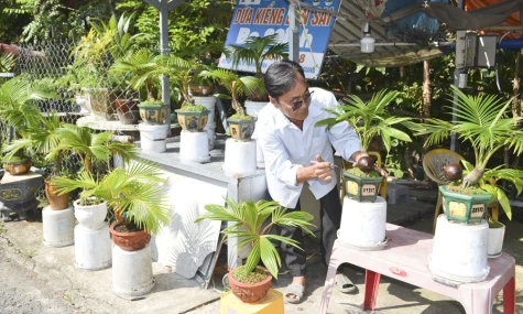 Độc đáo dừa kiểng bonsai ngày tết