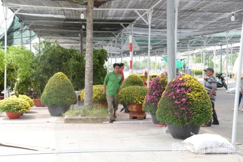 Nhà vườn tất bật đưa hoa, kiểng lên chợ hoa