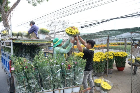 Đưa hoa về phố