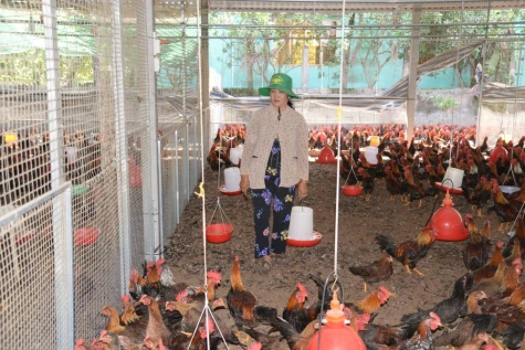 Đảm bảo nguồn cung gia súc, gia cầm phục vụ tết