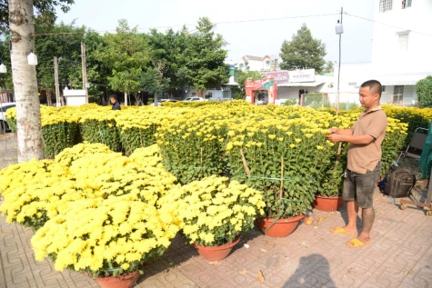 Hoa, kiểng tết “tràn” ra đường