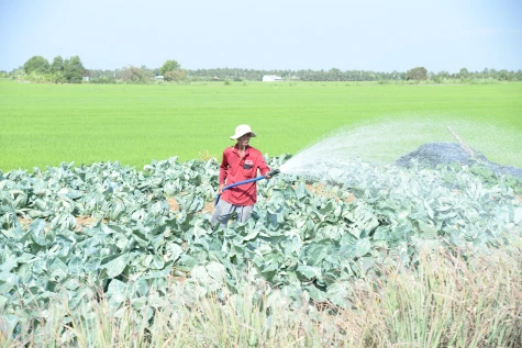 Nguồn nông sản tết dồi dào, nhiều loại rớt giá