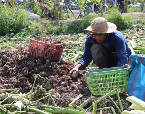 Đồng Tháp: Nông dân phấn khởi vì giá khoai môn tăng