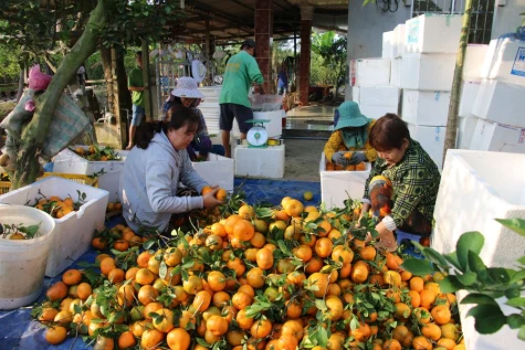 Xã Hòa Long: Phát huy giá trị cây quýt hồng theo hướng bền vững