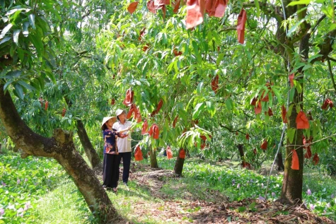 Nông nghiệp xanh là đòn bẩy tăng thu nhập