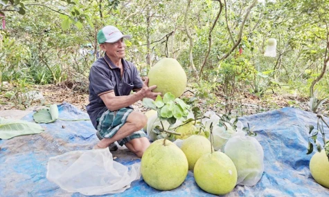 Nông dân bội thu bưởi thúng