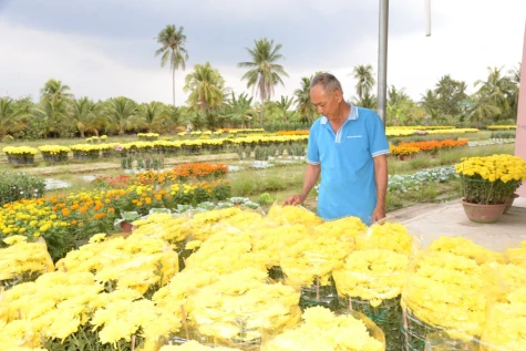 Buồn vui theo vụ hoa Tết Bính Ngọ