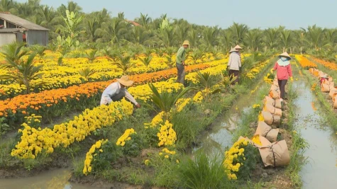 Xuân về trên Ấp thông minh An Thị