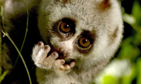 Khám phá một Việt Nam đầy hoang dã và bí ẩn qua ống kính truyền hình Bỉ