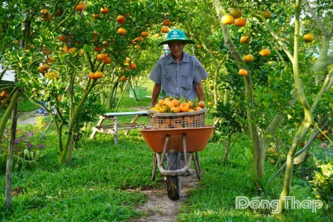 Dong Thap Farmers Enter Peak Harvest of Lunar New Year Mandarins.
