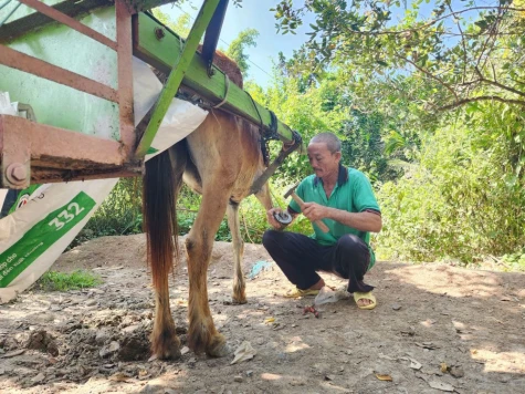 Giữ nhịp vó ngựa trên cù lao Thới Sơn