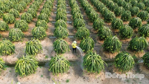 Đồng Tháp: Giá thanh long tăng mạnh dịp đầu năm