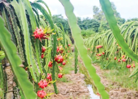 Làm giàu từ đất