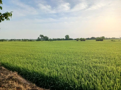 Đồng Tháp: Chủ động phòng trừ sinh vật gây hại, bảo vệ cây trồng trong dịp Tết Nguyên đán