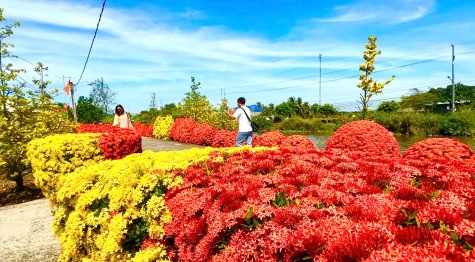 Đồng Tháp: Rực rỡ đoạn đường hoa mai và bông trang ngày tết