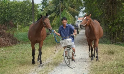 Những chiến mã cuối cùng ở “thủ phủ” ngựa đua Đức Hòa