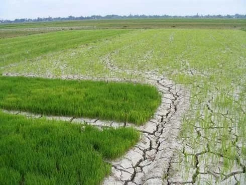 Chủ động ứng phó xâm nhập mặn ở ĐBSCL và hạn hán, cháy rừng ở khu vực Nam Trung Bộ và Đông Nam Bộ