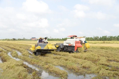 Nông dân hăng hái ra đồng đầu năm