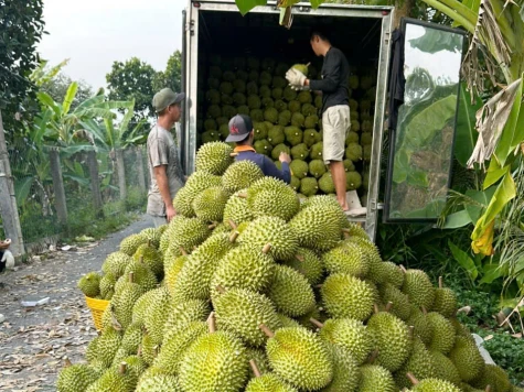 Đồng Tháp: Sau tết: Sầu riêng khan hàng, giá tăng cao