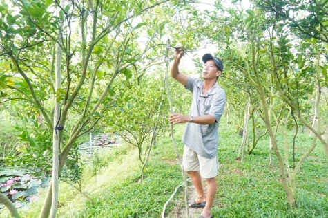 Đồng Tháp: Tập trung chăm sóc cây trồng sau thu hoạch vụ tết