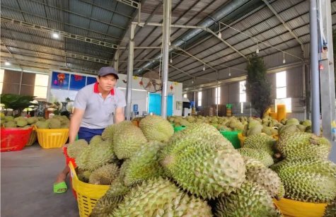 Thận trọng khi giá sầu riêng tăng mạnh