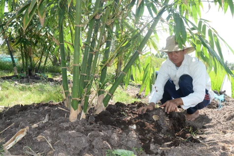 Hiệu quả bước đầu từ mô hình trồng tre tứ quý lấy măng