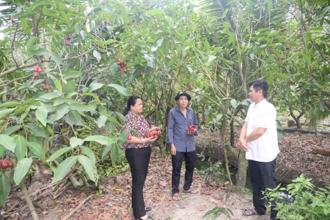 Phục hồi vườn cây ăn trái sau tết