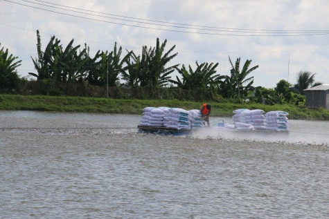 Giá cá tra nguyên liệu tăng