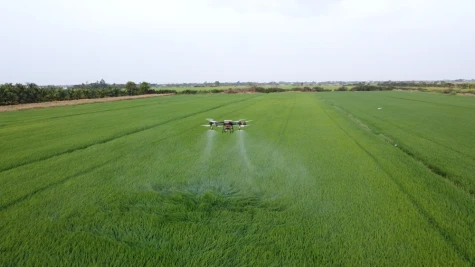 Hướng mạnh về cơ sở