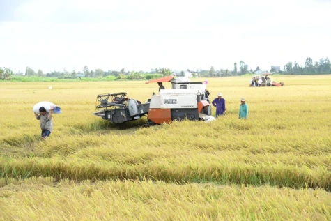 Giá phân bón tăng mạnh, áp lực đè nặng nông dân