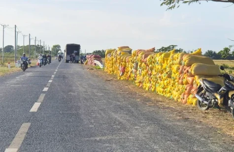 Đề án 1 triệu ha lúa chất lượng cao, diện tích đạt 200% kế hoạch