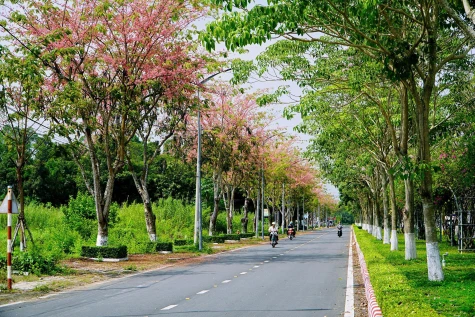 Xã Lấp Vò: Rực rỡ đường hoa ô môi trên đường Nguyễn Huệ