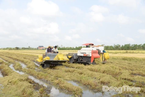 Đồng Tháp: Xổ xả các cống rửa ô nhiễm, kết hợp phục vụ thu hoạch lúa vùng Dự án Ngọt hóa Gò Công