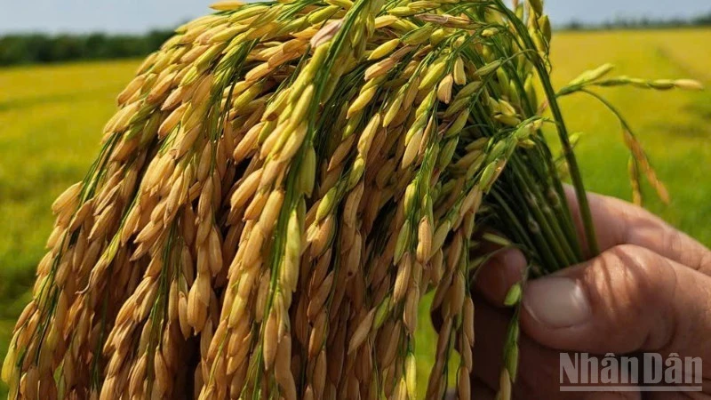 Nâng cao giá trị và phẩm cấp của hạt gạo