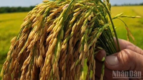 Nâng cao giá trị và phẩm cấp của hạt gạo