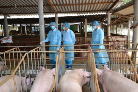 Đồng Tháp: Giá heo hơi tiếp tục giảm