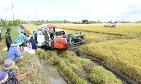 Giá lúa, gạo vẫn chưa khởi sắc