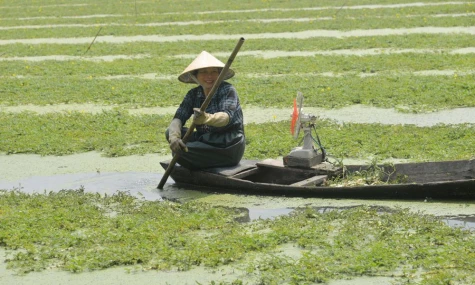 Hiệu quả từ mô hình trồng rau nhút