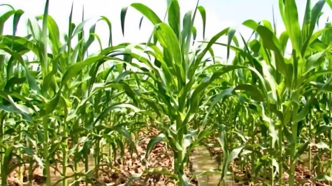 Cây bắp thay lúa ở vùng “rốn” mặn, thu nhập cao gấp 4 lần