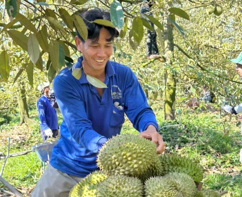 Đồng Tháp: Giá nông sản biến động mạnh