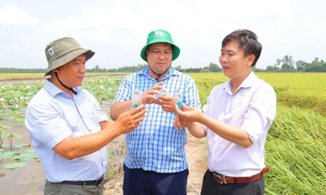 Khẳng định vị thế thương hiệu sen Đồng Tháp