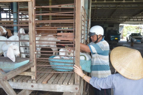 Đồng Tháp: Giá dê tiếp tục lập đỉnh mới