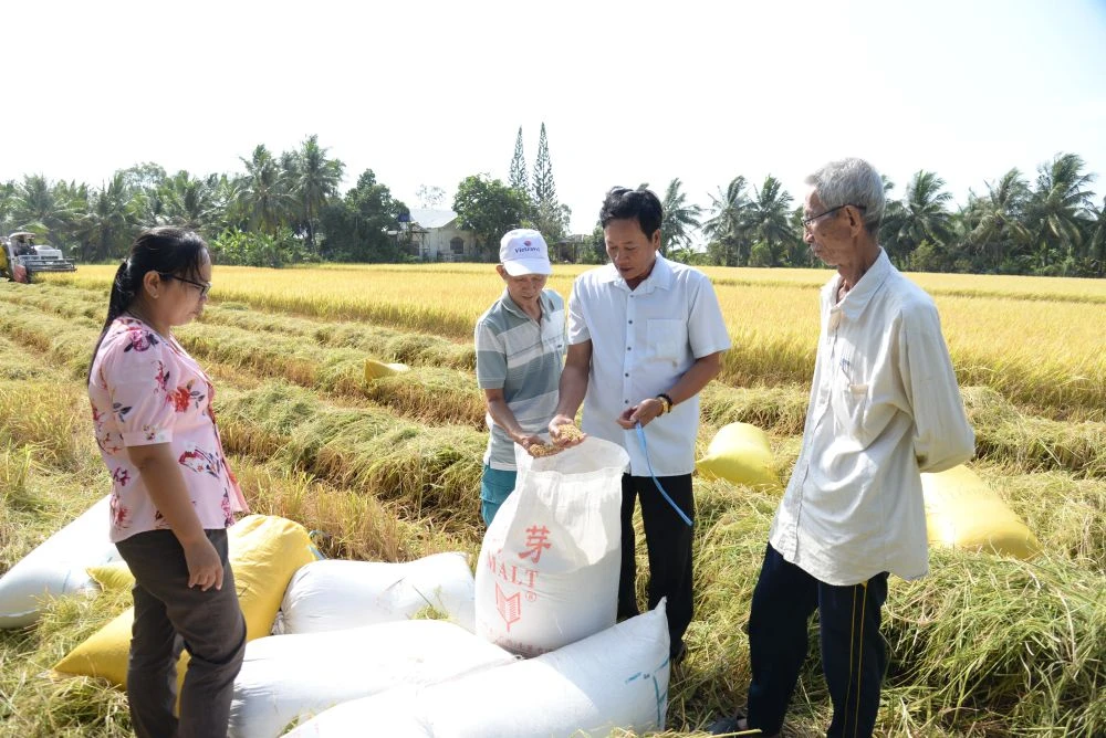 Đồng Tháp: Vụ lúa đông xuân trúng mùa, thất giá